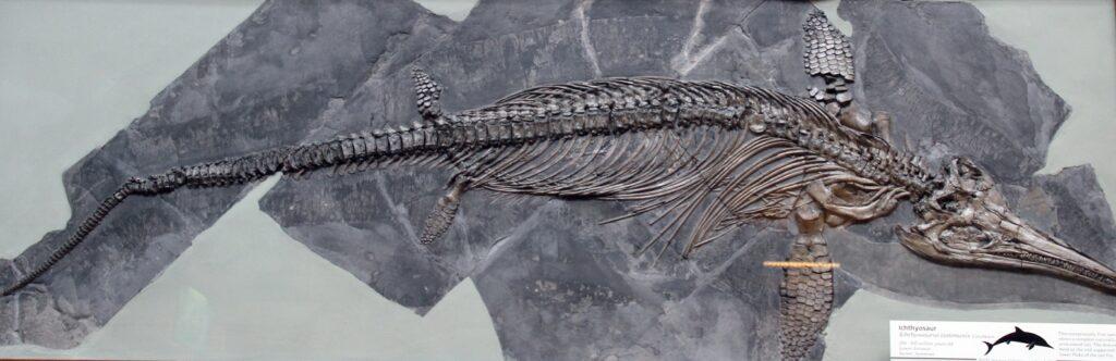 Britain’s Largest Ichthyosaur (Sea Dragon) Fossil Discovered ...