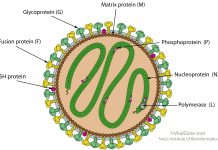 Pandemic Potential of Human Metapneumovirus (hMPV) Outbreaks