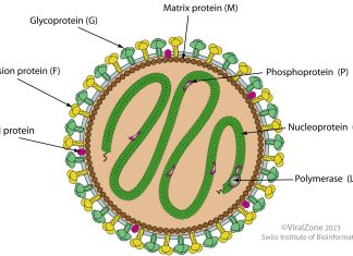 Pandemic Potential of Human Metapneumovirus (hMPV) Outbreaks